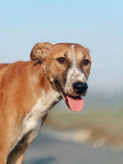 Free Close-up portrait of a dog outdoors on a sunny day, capturing its playful nature. Stock Photo