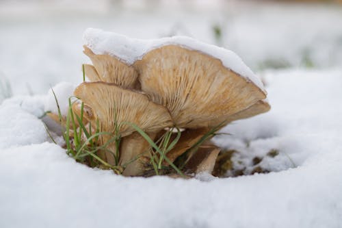 Základová fotografie zdarma na téma detail, houby, muchomůrky