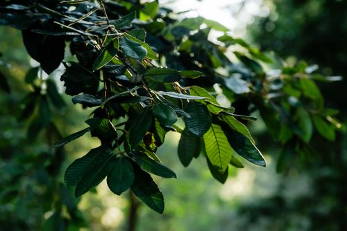 Free Vibrant green leaves in a sunlight-dappled California forest setting. Stock Photo