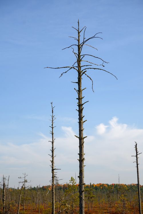 Free A lone tall tree stands against a vibrant clear autumn sky, capturing the essence of nature's solitude. Stock Photo