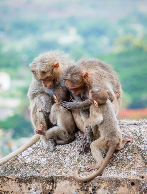 Free Heartwarming scene of a Rhesus macaque family huddling together on a sunny day. Stock Photo