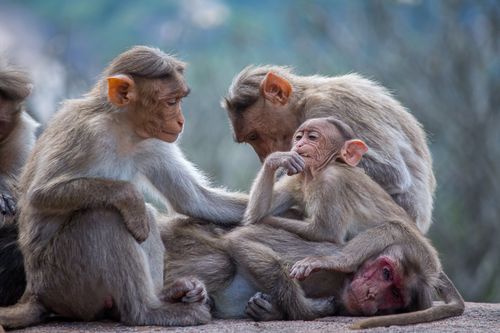 Free A close-knit group of bonnet macaques displaying social behavior in a natural setting. Stock Photo