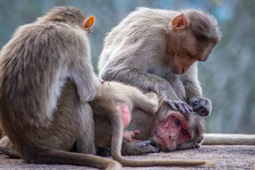 Free Three rhesus macaques interacting closely, showcasing social behavior in their natural habitat. Stock Photo