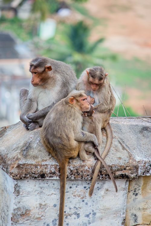 Free Three monkeys lounging on a stone ledge showcasing natural behavior and interaction. Stock Photo