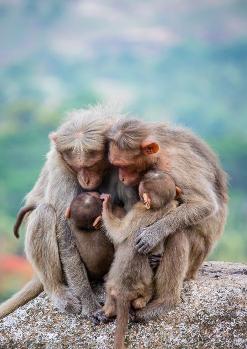 Free A close-knit family of macaque monkeys sharing a tender moment outdoors. Stock Photo