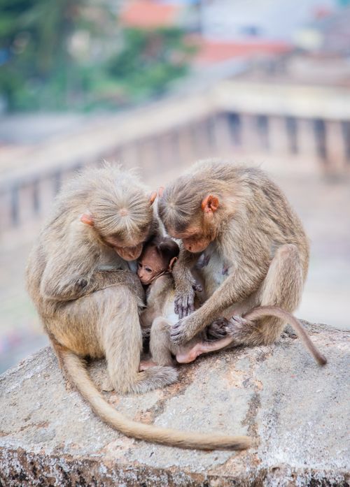 Free Two adult monkeys cuddle a baby on a rock, showcasing family bonds in nature. Stock Photo