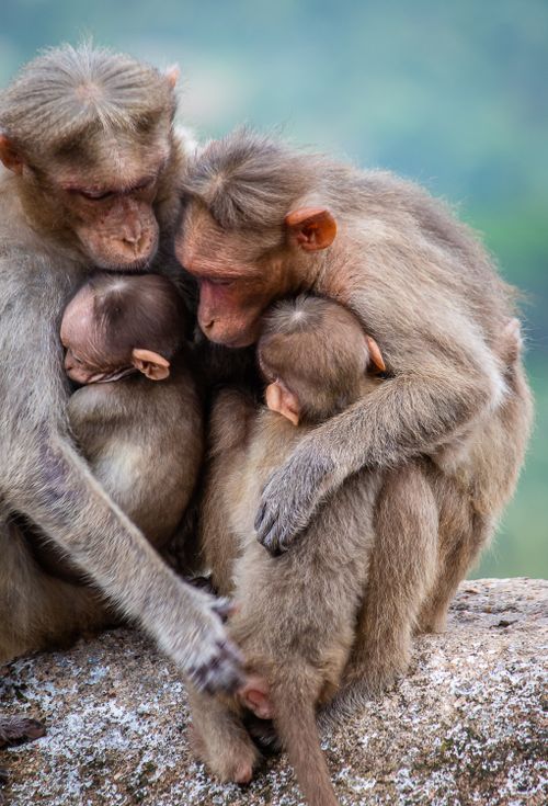 Free A heartwarming scene of rhesus macaque monkeys embracing on a rock. Stock Photo