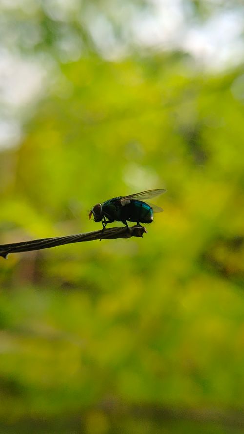 Free A vivid macro photo of a fly on a branch against a blurred green background. Stock Photo