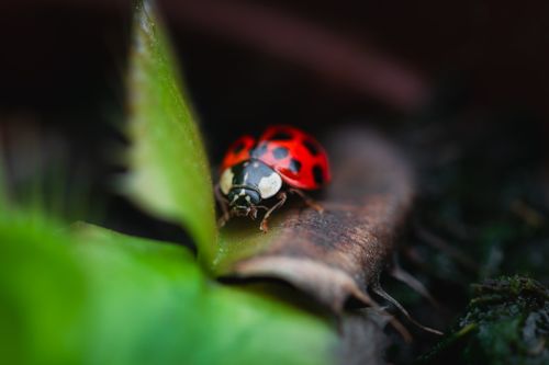 Free Macro shot of a vibrant red ladybug resting on a leaf in a natural setting. Stock Photo