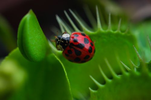 Free Vibrant ladybug perched on a Venus flytrap leaf, showcasing nature's beauty. Stock Photo