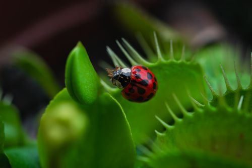 Free Close-up of a vibrant red ladybug perched on a Venus flytrap leaf, macro photography. Stock Photo