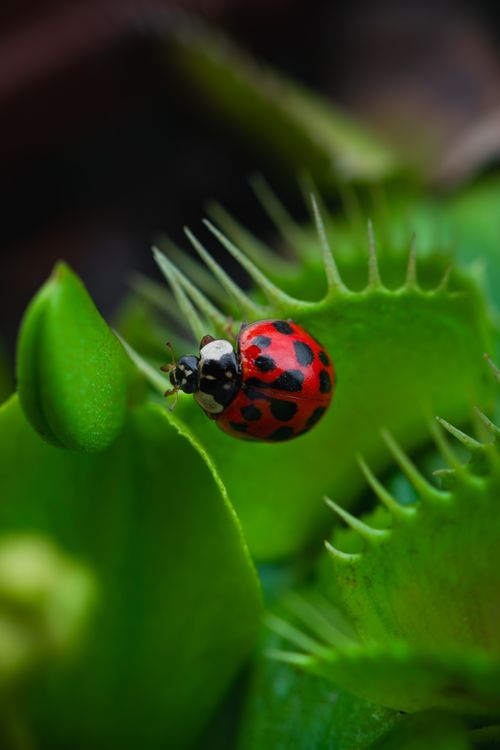 Free Close-up of a ladybug resting on a Venus Flytrap, showcasing vibrant nature detail. Stock Photo