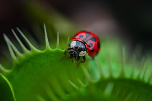 Free A vibrant ladybug resting on a Venus flytrap leaf, showcasing details of nature's intricacies. Stock Photo