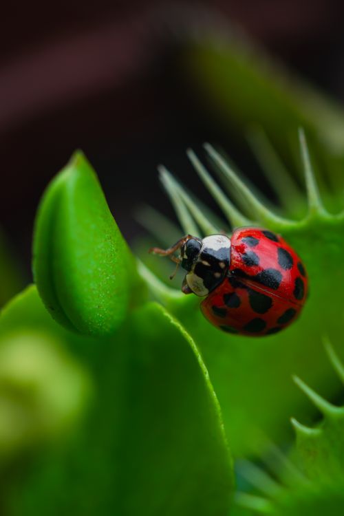 Free Macro photo of a ladybug perched on a Venus flytrap leaf, revealing vibrant red and green colors. Stock Photo