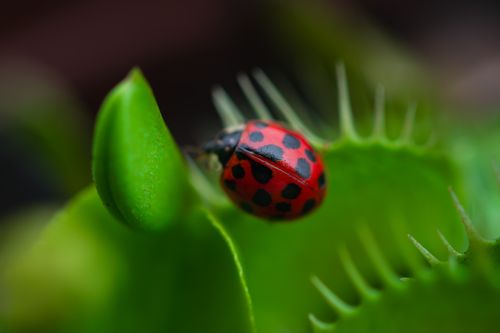 Free Macro shot of a red ladybug perched on a vibrant green Venus flytrap leaf. Stock Photo