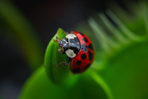 Free Close-up of a ladybug crawling on a Venus flytrap leaf, showcasing intricate details and vivid colors. Stock Photo