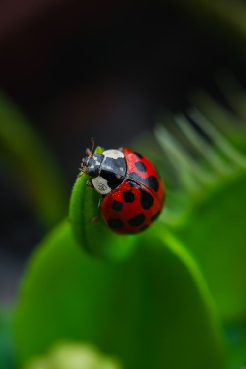 Free A vibrant ladybug rests on a Venus flytrap leaf, showcasing nature's beauty. Stock Photo