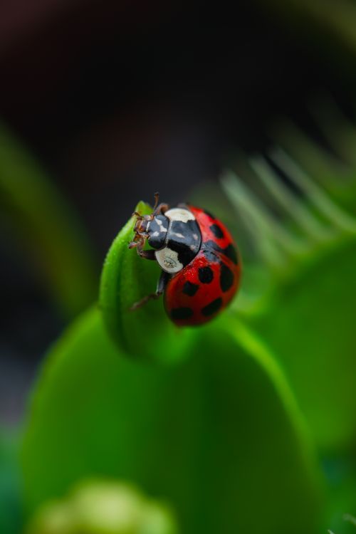 Free Vivid close-up of a ladybug resting on a green leaf, showcasing nature's vibrant detail. Stock Photo