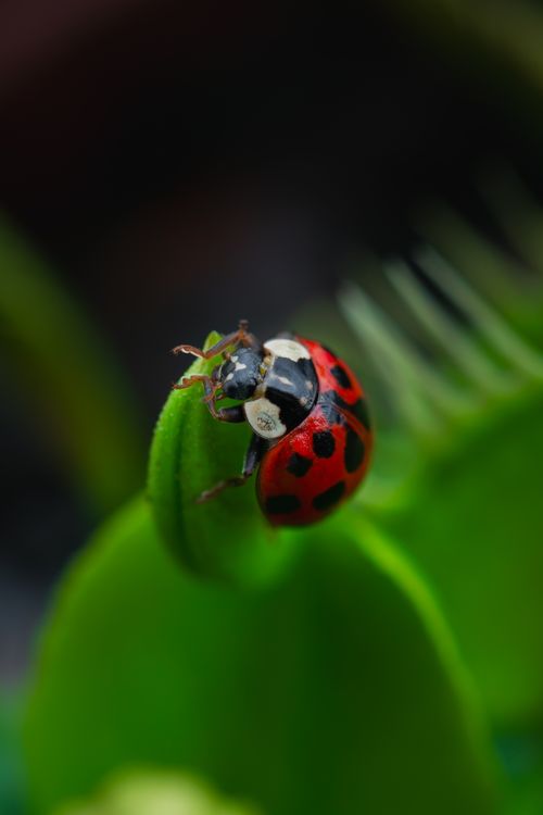 Free A detailed macro shot of a ladybug perched on a Venus flytrap leaf, showcasing nature's beauty. Stock Photo