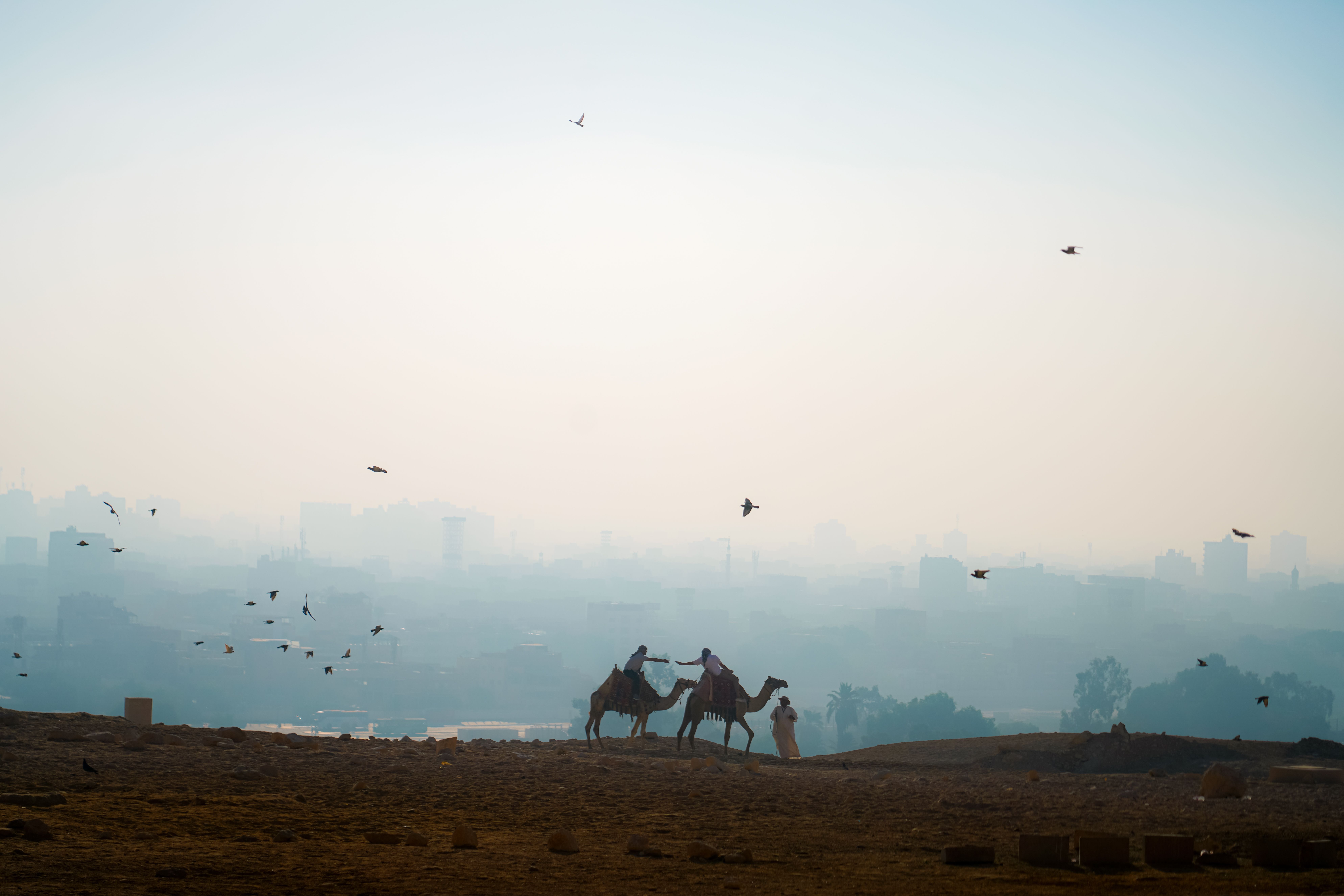 Silhouetted camel riders with cityscape of Cairo, Egypt in the backdrop. Birds flying in the serene evening sky.