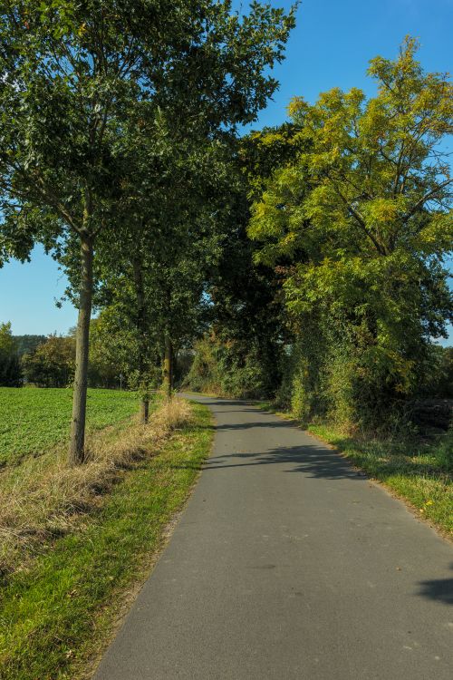 Free Peaceful country road lined with vibrant trees in Coesfeld, NRW. Stock Photo
