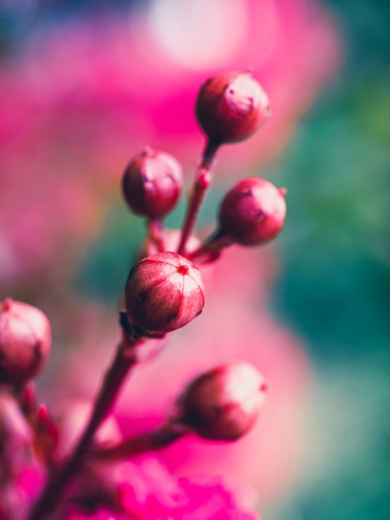 Close Up Photography Of A Plant · Free Stock Photo