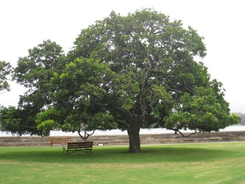 Free stock photo of tree Stock Photo