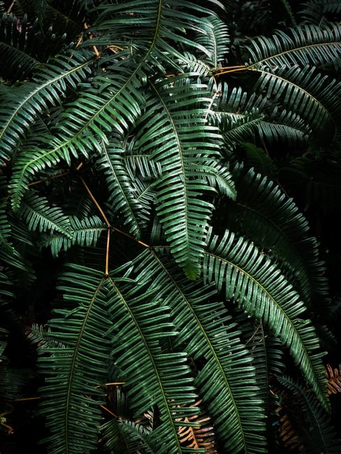 Close-up view of lush green fern leaves with intricate fronds, showcasing natural beauty.