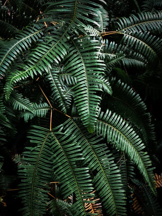 Green Leaves