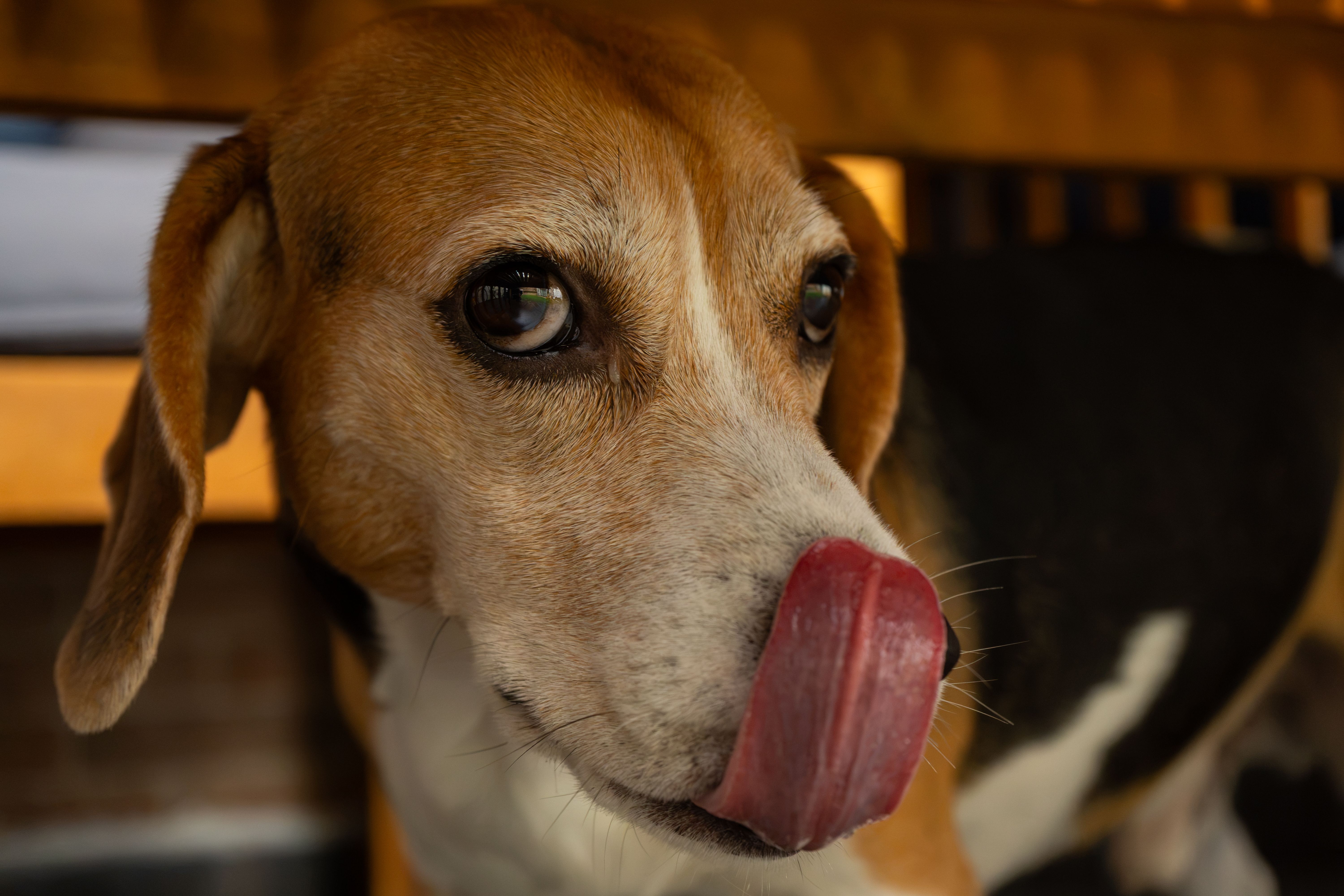 Dog Food for Beagles: Portion Control and Everyday Nutrition