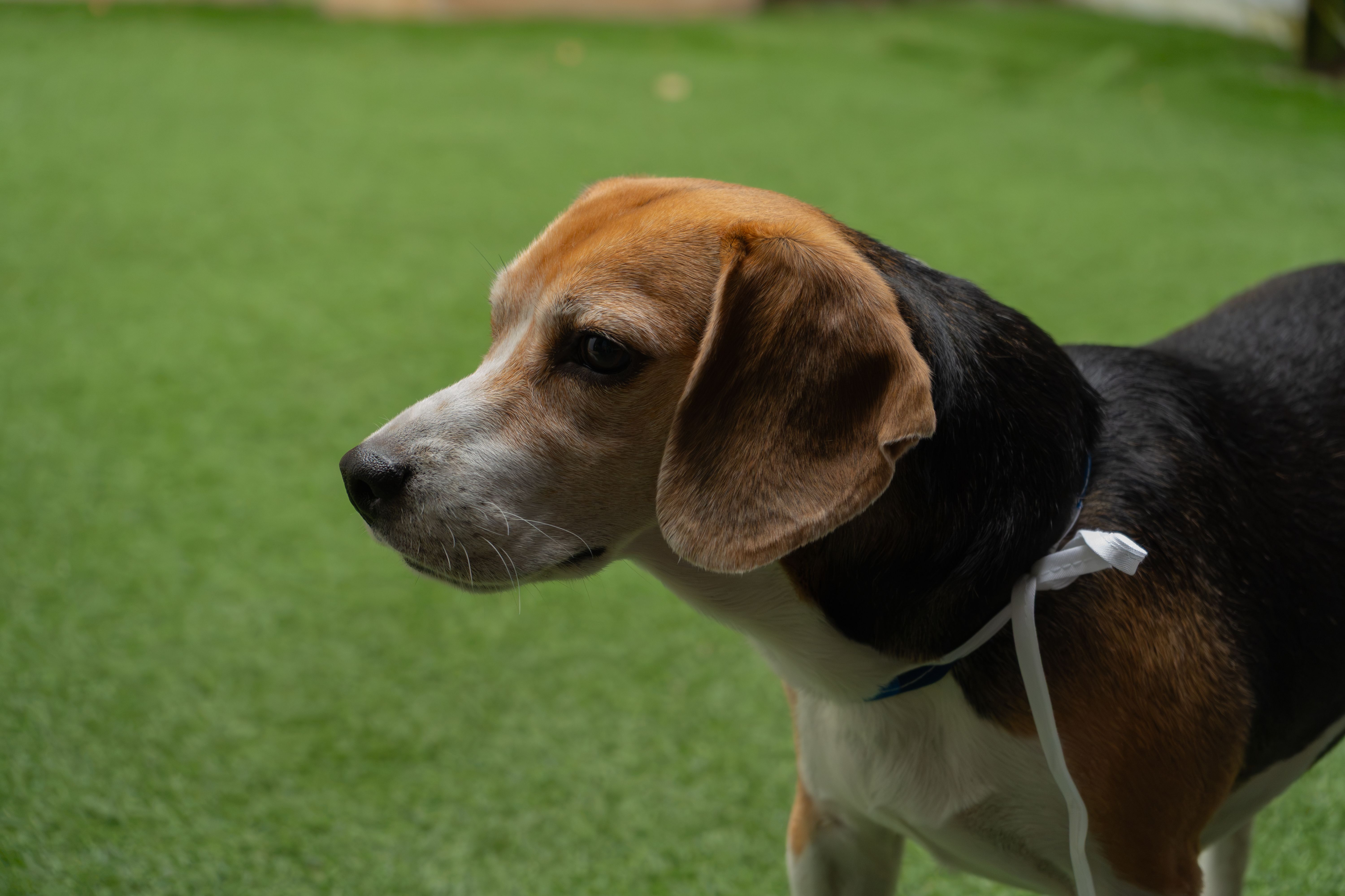 Comparing Integrated Pet Care Providers