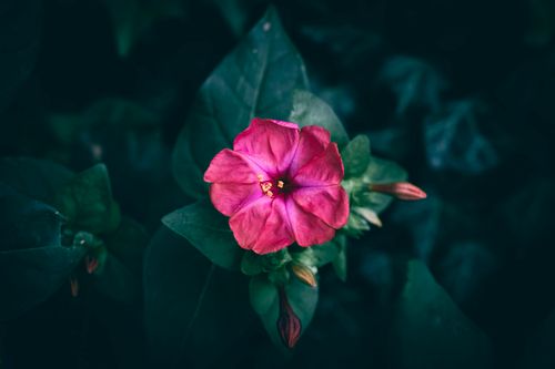 Free Vibrant pink Mirabilis jalapa flower blooming amidst dark green leaves, capturing nature's beauty. Stock Photo