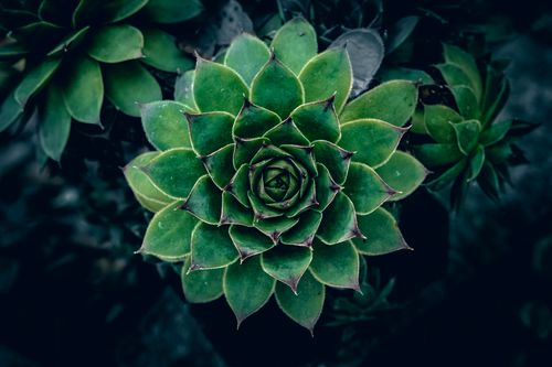 Free Vibrant green sempervivum succulent with detailed leaf pattern, photographed from above. Stock Photo