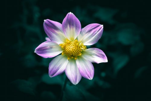 Free Close-up of a vibrant purple dahlia flower with yellow center, showcasing its beauty and freshness. Stock Photo