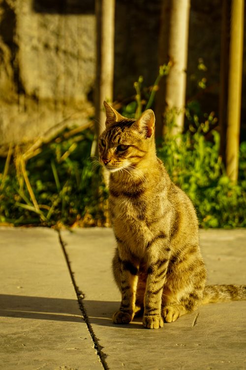 Free A tabby cat sitting peacefully outdoors in warm Istanbul sunlight. Stock Photo
