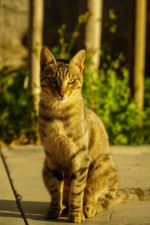Free A serene tabby cat basking in warm golden hour lighting outdoors. Stock Photo