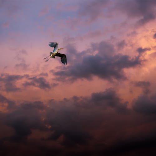 Free Bird Flying Under Cloudy Sky Stock Photo