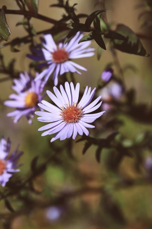 Free Close-up of vibrant asters in fall, showcasing delicate petals and rich hues. Stock Photo