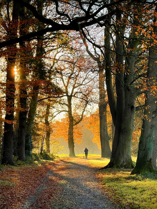 Free stock photo of autumn, bladeren, bomen Stock Photo