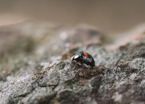 Black and Red Ladybug on Gray Rock