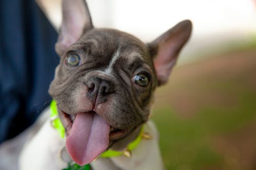 Free French Bulldog Puppy with Tongue Out Stock Photo