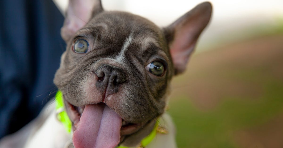 How to draw a puppy face cute
