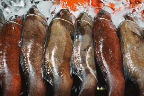 Free Close-up of fresh fish on ice at an Indonesian market stall, highlighting their scales and freshness. Stock Photo