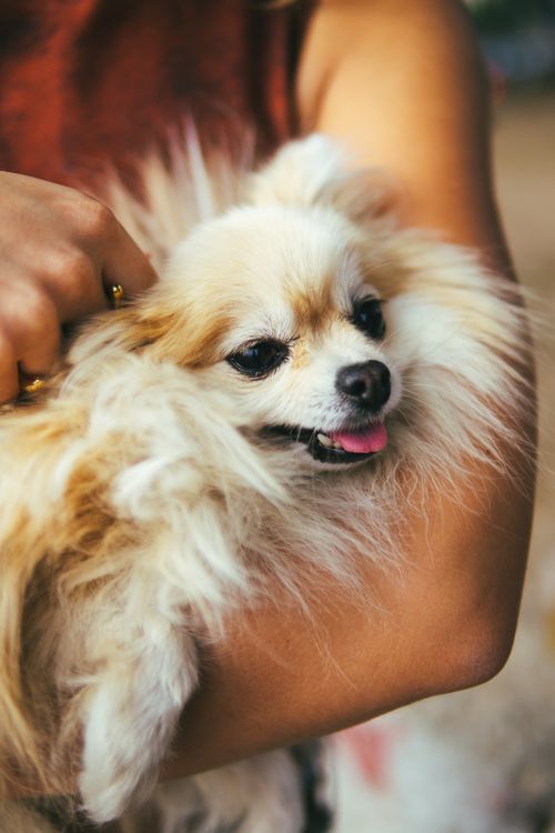 Free Close-up of a fluffy Pomeranian dog being lovingly held by a woman. Stock Photo