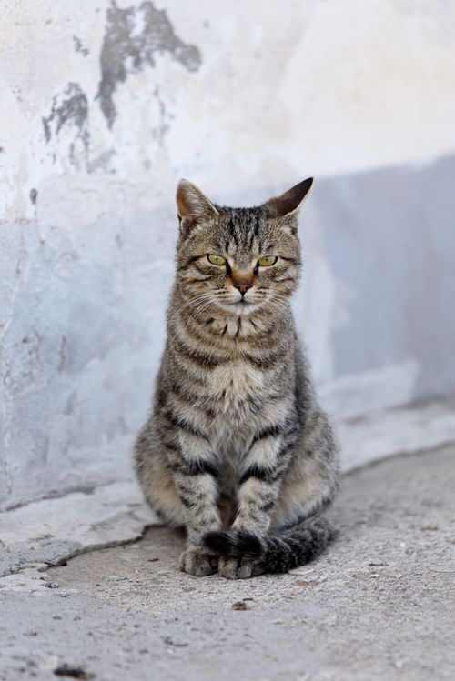 Free Close-up of a tabby cat sitting on an outdoor concrete surface. Stock Photo