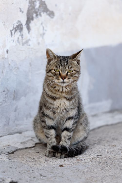 Free A serene tabby cat sitting against a textured wall outdoors, exuding calmness and poise. Stock Photo