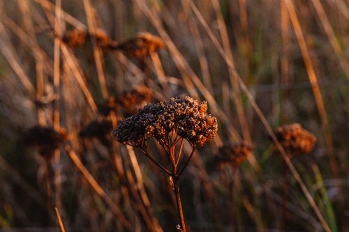 Free Close-up of a dried wildflower captured with a warm, golden sunset backdrop. Stock Photo