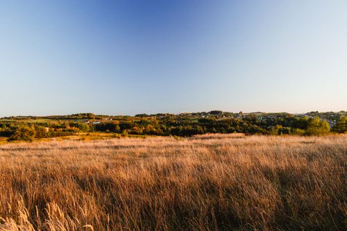 Free A serene rural landscape with a golden field under a bright blue sky. Perfect for nature enthusiasts. Stock Photo