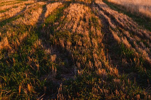 Free stock photo of bokeh, flora Stock Photo