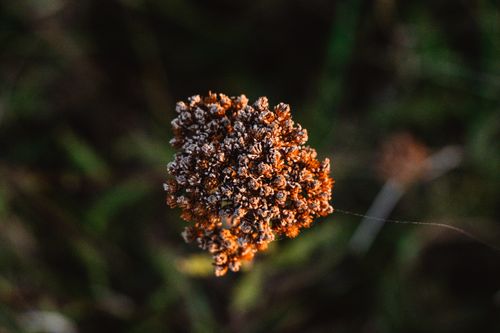 Free Macro shot of a dried flower with warm tones and bokeh effect in the background. Stock Photo